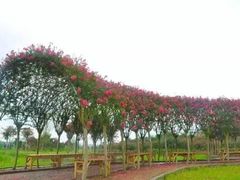 -武汉紫薇都市田园