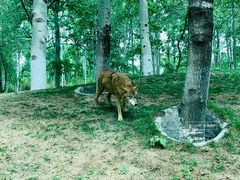 -北京野生动物园