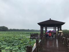 -荷塘月色湿地公园·向阳花洲