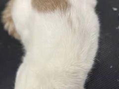 -BABIT巴比特宠物(MOMOPARK店)