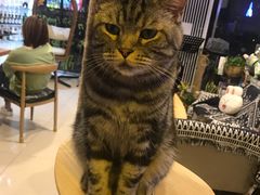-平行世界·猫咖(首经贸店)