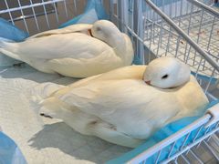 -怪兽屋·羊驼·猫咖·狗咖(俊华广场店)