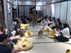 -逗柴咖啡屋·狗咖猫咖宠物桌游
