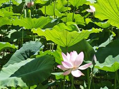 -莲花池公园