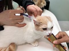 -中农大我爱我爱动物医院·核磁CT·猫病·24小时夜诊中心(石佛营店)