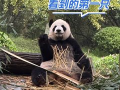 -都江堰中华大熊猫苑