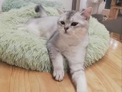 -有喵·猫咖·狗咖·30几只猫10只小狗(岗厦店)