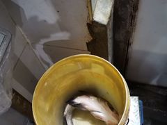 -邹记酸菜鱼
