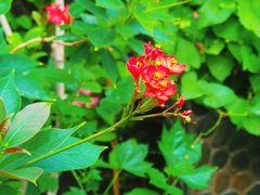 -北京植物园-展览温室