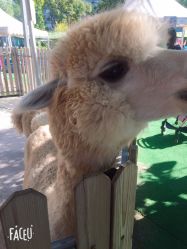 -萌宠亲子动物乐园(槐房万达店)