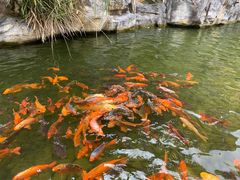 -千岛湖君澜度假酒店(文广轩中餐厅)