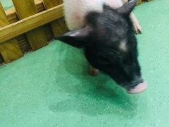 -藦茜花园宠物主题亲子互动体验馆(国顺东路店)