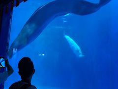 -多彩贵州城极地海洋世界