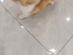 -柴犬小屋·柴餐厅·狗咖食堂(金鼎广场店)