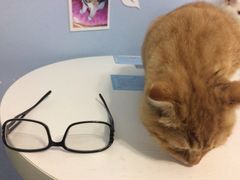 -喵的天空名猫咖啡馆·撸猫·猫舍·用品