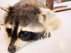 -浣熊柯尔鸭土拨鼠·电玩咖