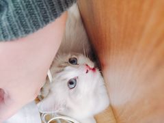 -猫大福·Fortune Cat猫舍(百子湾店)