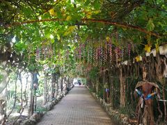 -北京呀路古热带植物园