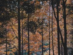 -重庆中央公园(渝北区)