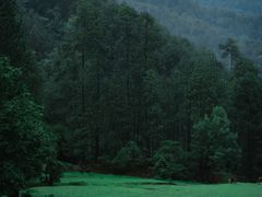 -大浪坝森林公园