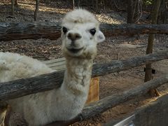 -清迈夜间动物园