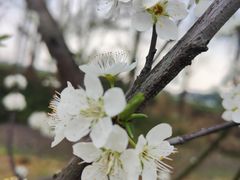 -中国天府农业博览园