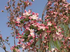 -海棠花溪(元大都城垣遗址公园)