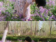 -合肥滨湖国家森林公园