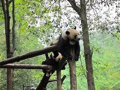 -都江堰中华大熊猫苑