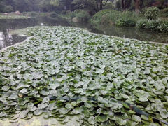 android_upload_pic-湖南烈士公园(芙蓉区)
