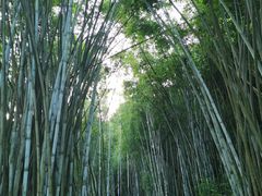 -黄埔油麻山森林公园