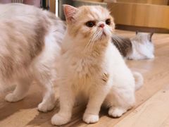 -CAT’S MEWSTAR CAFE·喵星球猫屋(晴湾咖啡店)