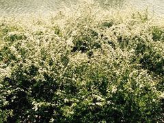 上海鲜花港-上海鲜花港