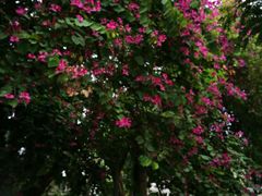 -中山大学（广州校区南校园）图书馆