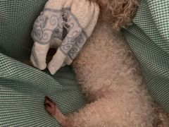 -康成宠物医院24H·CT·核磁共振
