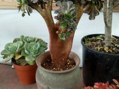 -龙大花卉苗木市场