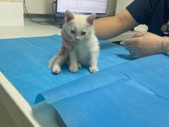 -达爱动物医院·犬猫分区·CT·复杂眼科(远洋山水分院)