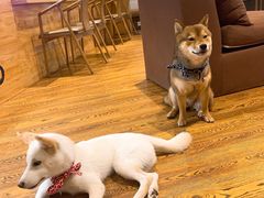 -柴务处·柴犬主题狗咖