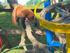 -西霞口神雕山野生动物世界