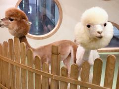 -藦茜花园宠物主题亲子互动体验馆(国顺东路店)