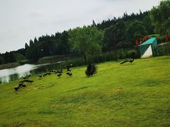 -东平国家森林公园