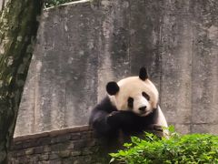 -中国大熊猫保护研究中心雅安碧峰峡基地