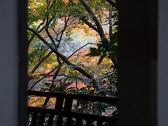 -秋霞圃