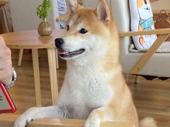 -柴犬小屋·柴餐厅·狗咖食堂(金鼎广场店)