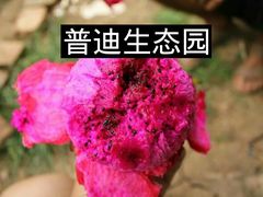 -普迪生态园