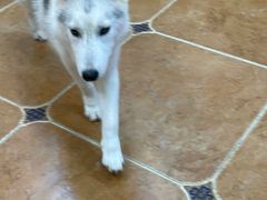 -柯斗斗主题餐厅·狗咖·围炉煮茶·茶饮(国瑞升平里店)