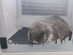 -艾贝尔宠物医院 ·中兽医·宠保定点(北门桥店)