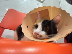 -伟伟宠物医院·CT影像中心·瑞派犬猫综合性门诊(汉口总院)