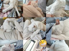 -楼上猫咖(罗湖店)