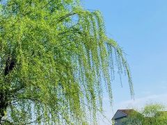 -高东镇樱花园